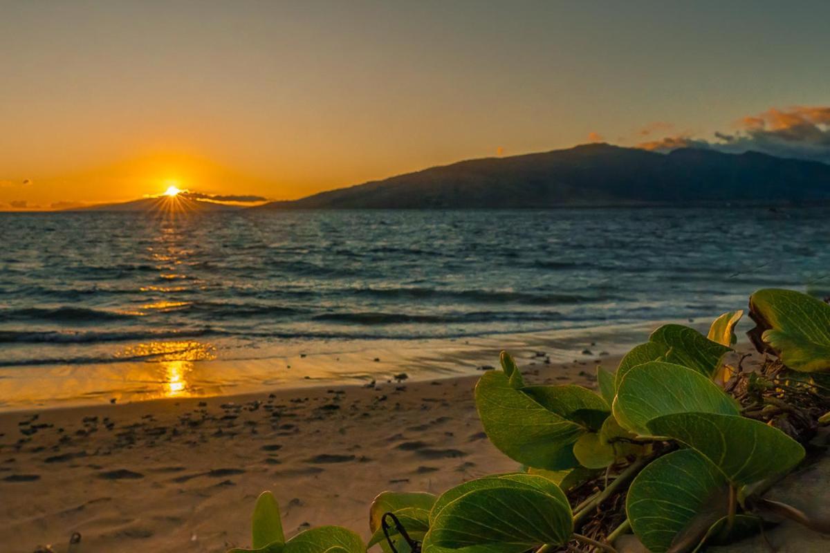 Maui Sunset B-115 Lejlighed Kihei Eksteriør billede